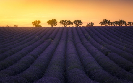 Sunset - field, Sunset, nature, tree