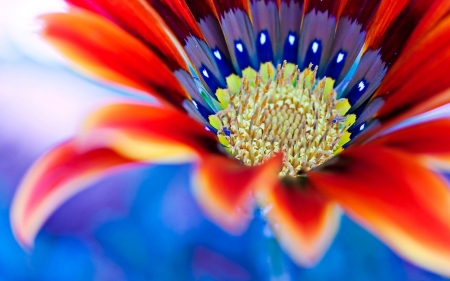 Flower - Flower, nature, leaf, tree