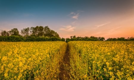 Rapeseed-Field