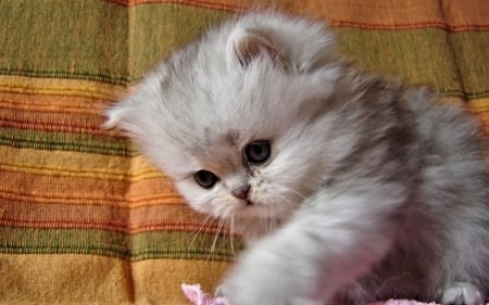 Fluffy Kitten - cute, Animal, Kitten, Cat