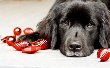 Waiting for Christmas - white, craciun, dog, red, animal, cute, christmas, deco