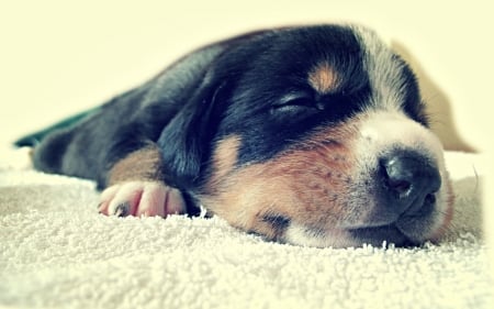 Puppy sleeping - animal, caine, cute, sweet, puppy, sleep, dog