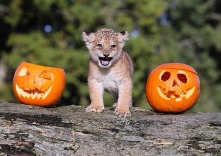 Grrrr! Happy Halloween! - halloween, cub, lion, pumpkin, orange, animal, funny face