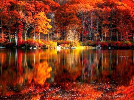 Fall Reflection in the River - red, fall, foliage, shore, lake, reflection, river, trees, nature, autumn