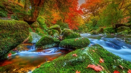 Creek in autumn forest - season, branches, autumn, trees, stream, park, creek, forest, river, beautiful, stones, colors