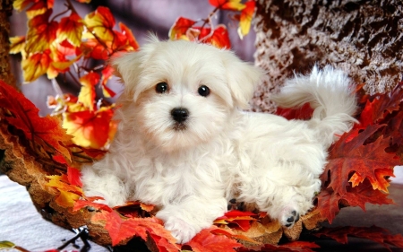 Cute autumn puppy - autumn, puppy, adorable, pet, white, fall, beautiful, dog, leaves, sweet, cute