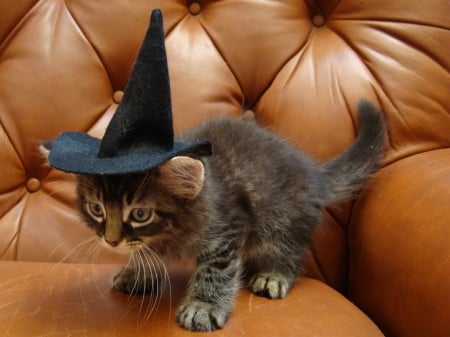 Little kittywitchy