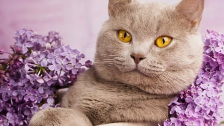 Cat - animal, flower, kitten, cat