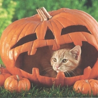 Halloween cat