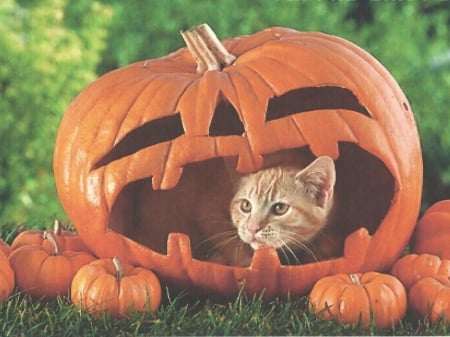 Halloween cat