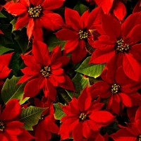 Beautiful Poinsettias Flowers