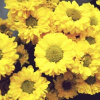 Yellow Flowers