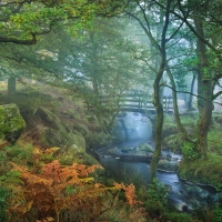 Bridge in Misty Autumn Forest