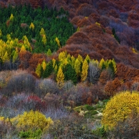 Forest of Autumn Trees