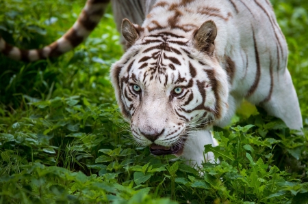 White tiger - white, animal, tiger, green