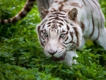 White tiger