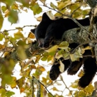 Baby Bear Cub Sleeping