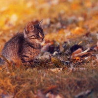 Kitten in Autumn Landscape