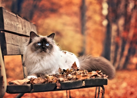 Cat on Bench - cute, Animal, Autumn, Cat