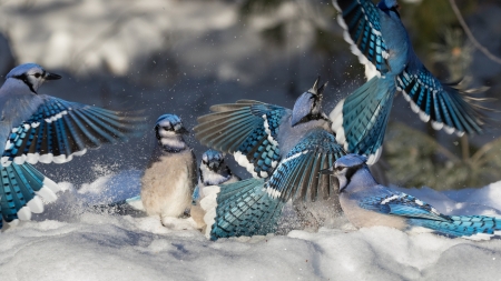 Blue jays - bird, blue jay, white, wings, pasare, feather, gaita albastra