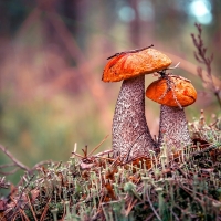 Fall Mushrooms