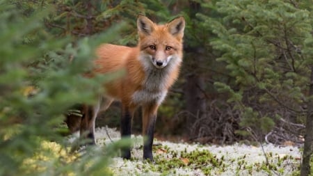 Fox - animal, fox, red, green, orange