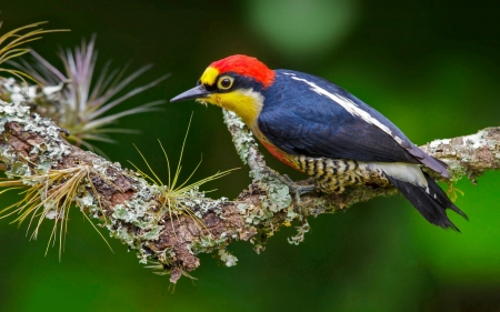 Woodpecker - bird, yellow, blue, red, green, pasare, woodpecker