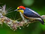 Woodpecker