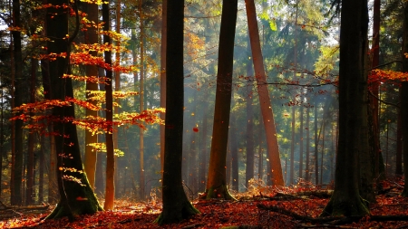 Fall forest - season, branches, fall, forest, beautiful, tree, foliage