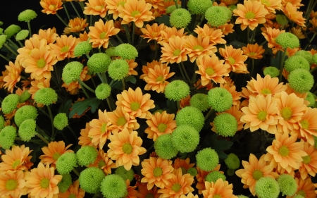 Chrysanthemums - chrysanthemums, flowers, nature, green, orange