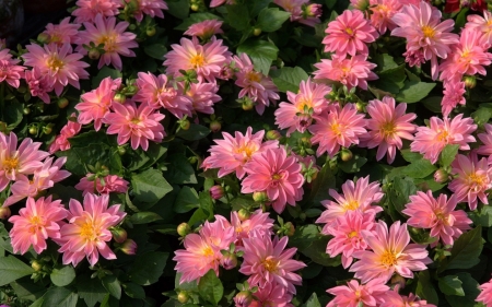 Pink Dahlias - flowers, nature, pink, dahlias