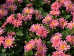 Pink Dahlias