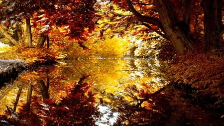 Autumn Reflection - lake, forest, water, reflection, trees, nature, autumn