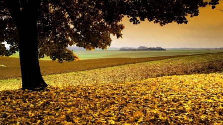 Foliage Under the Tree - fall, trees, nature, autumn, leaf, foliage