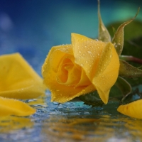 Yellow rose