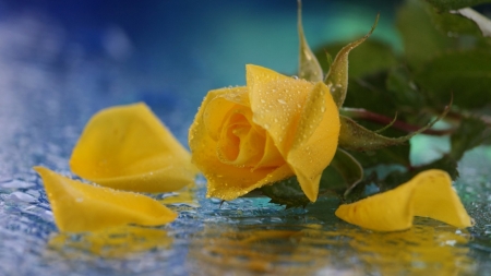 Yellow rose - nature, macro, yellow, petals, flowers, dew, rose, drops