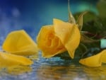 Yellow rose