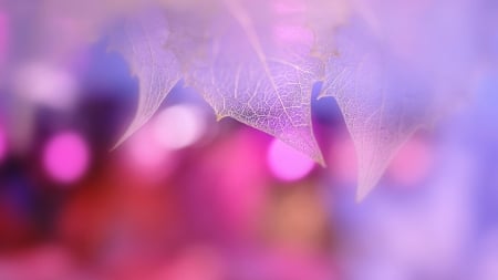 Pink - abstract, bokeh, pink, leaves