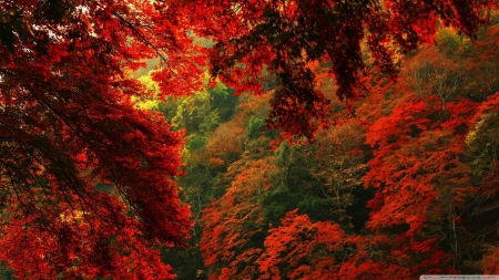 Autumn Forest - trees, landscape, scene, forest, leaves, nature, autumn, red, green