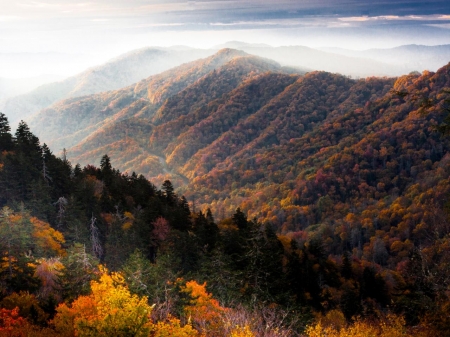 Autumn in Great Smoky Mountains, Shenandoah Valley - virginia, season, fall, colors, mist