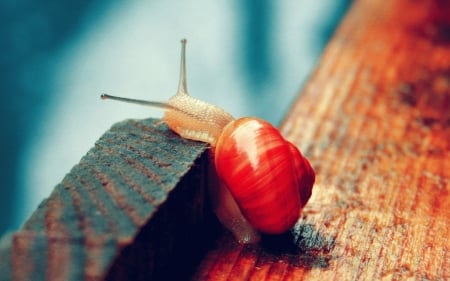 Snail - macro, cute, animal, snail