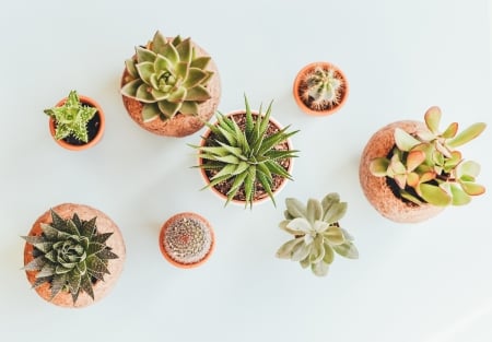 Cactus - pot, plants, cactus, nature