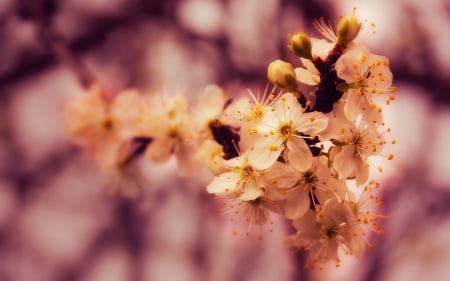 Beautiful Flowers - flowers, petals, nature, macro