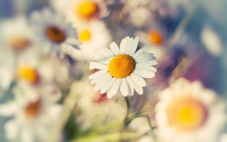 Beautiful Flowers - macro, flowers, white, nature