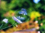 Flowers and Bubble