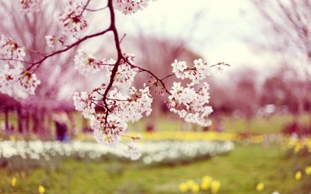 Beautiful Flowers - flowers, pink, nature, bloom