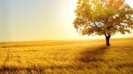 Golden Field - nature, tree, field, gold