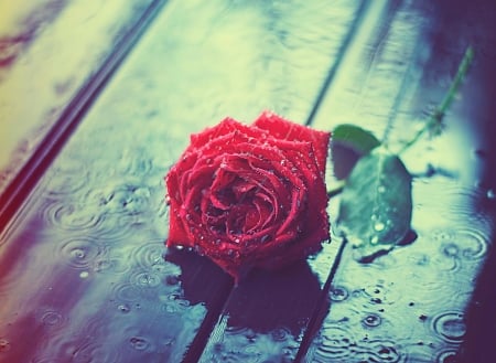 Beautiful Rose - red, flower, rose, wood