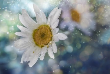 Beautiful Flowers - flowers, white, nature, bloom