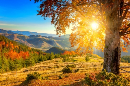 Early autumn morning - yellow, meadow, mountain, view, old, golden, early, sky, sunlight, branches, trees, beautiful, sunshine, morning, tree, fall, dazzling, glow, rays, autumn, day, foliage